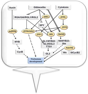 Advances in the Regulation of Epidermal Cell Development by C2H2 Zinc Finger Proteins in Plants